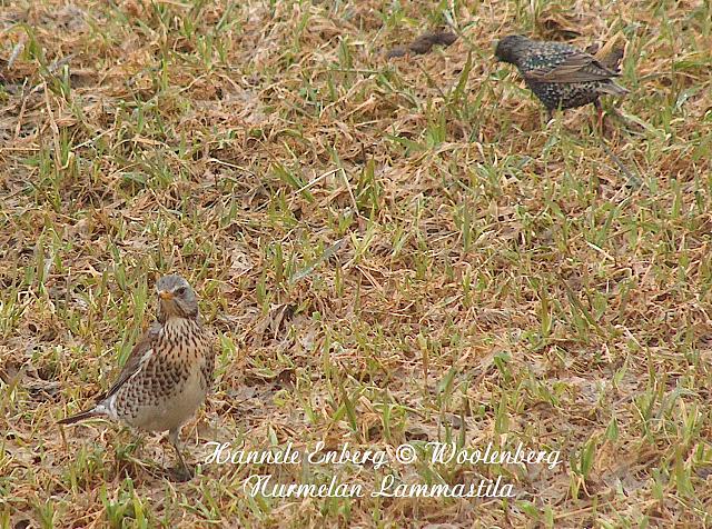 turdus pilaris, räkättirastas ja sturnus vulgaris, kottarainen