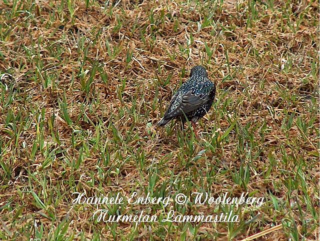 sturnus vulgaris, kottarainen