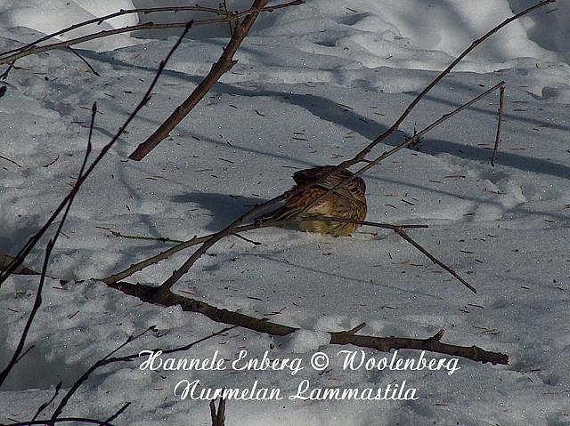 emberiza citrinella, keltasirkku