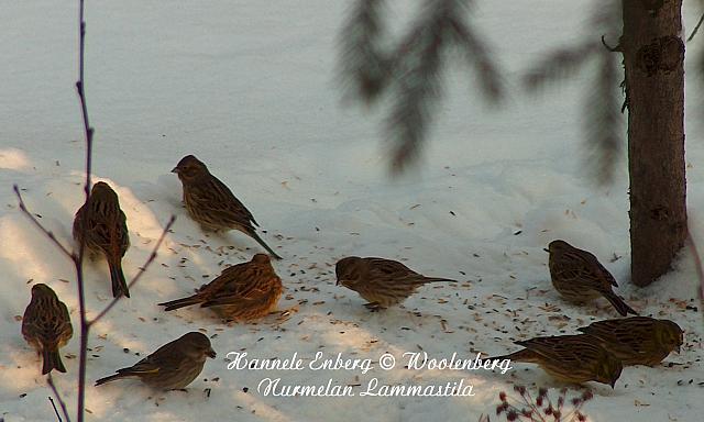 emberiza citrinella, keltasirkkuja ja carduelis chloris, viherpeippo