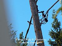 hirundo rustica, haarapääsky