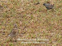 turdus pilaris, räkättirastas ja sturnus vulgaris, kottarainen