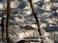 emberiza citrinella, keltasirkku