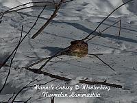 emberiza citrinella, keltasirkku