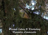 emberiza citrinella, keltasirkku