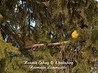 emberiza citrinella, keltasirkku