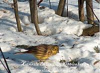emberiza citrinella, keltasirkku